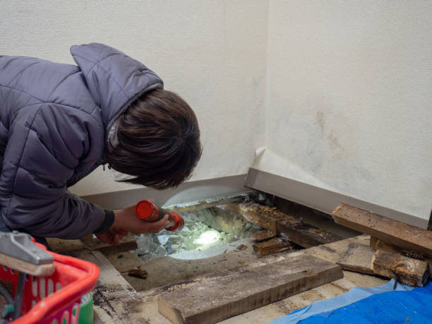 Best Post-Construction Mold Inspection  in Iona, FL