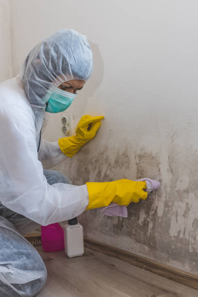 Biohazard Mold Removal in Iona, FL
