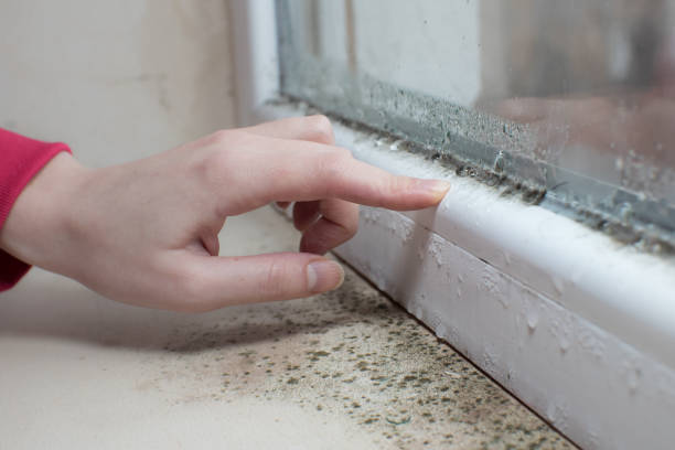 Best Airborne Mold Testing  in Iona, FL