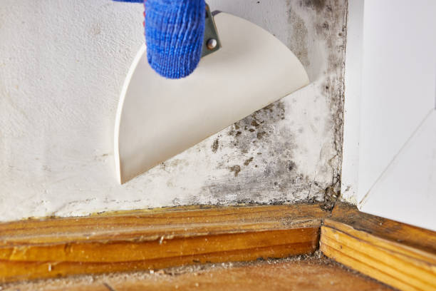 Best Comprehensive Air Testing for Mold Contaminants  in Iona, FL