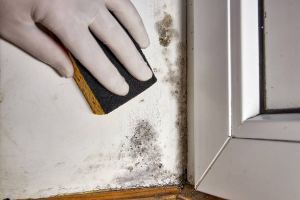 Best Biohazard Mold Removal  in Iona, FL